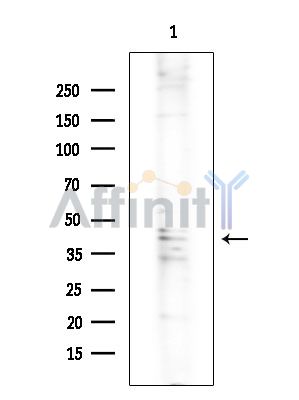 Валидация Affinity DF2406 - 13005
