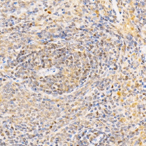 Валидация Elabscience E-AB-92831