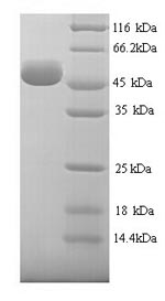 SDS-PAGE
