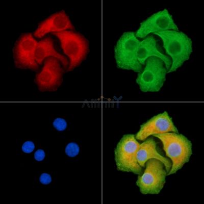 Валидация Affinity DF14184 - 9997