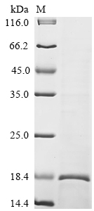 SDS-PAGE
