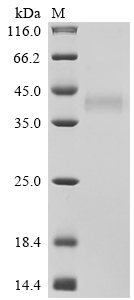 SDS-PAGE