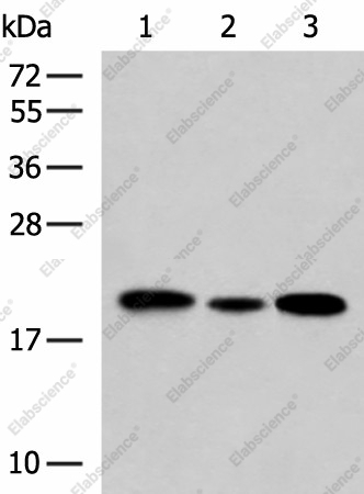 Вестерн-блоттинг, MRPS28, клетки HL-60, Jurkat и A549