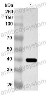 Валидация AntibodySystem PHA72301