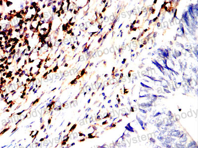 Валидация AntibodySystem RHC34008