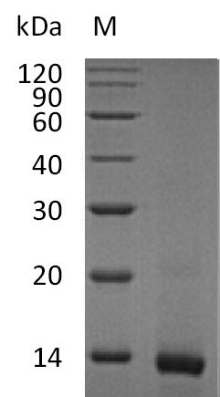 SDS-PAGE