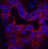 Валидация Elabscience E-AB-22019