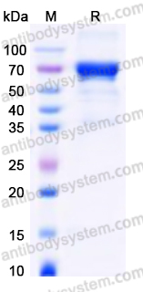 EHF83801, SDS-PAGE