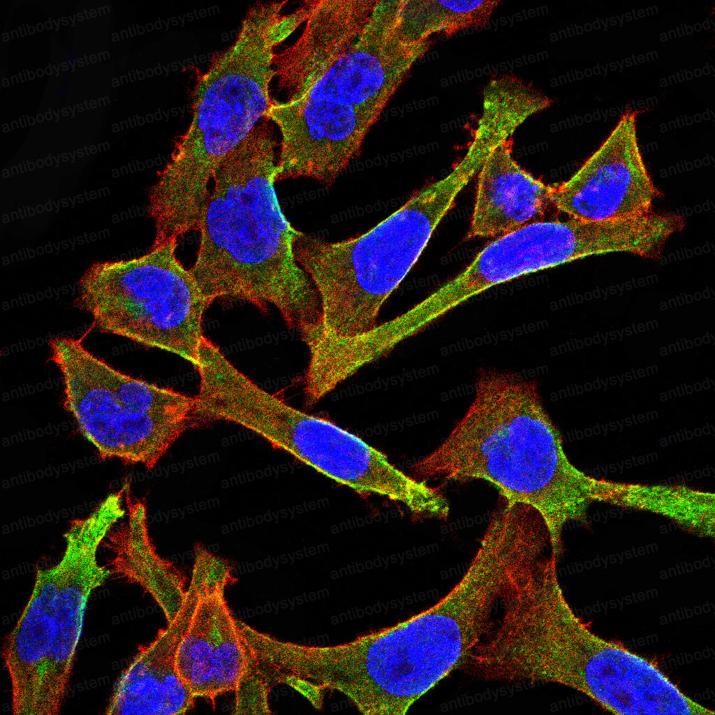 Валидация IF - AntibodySystem RHD16103