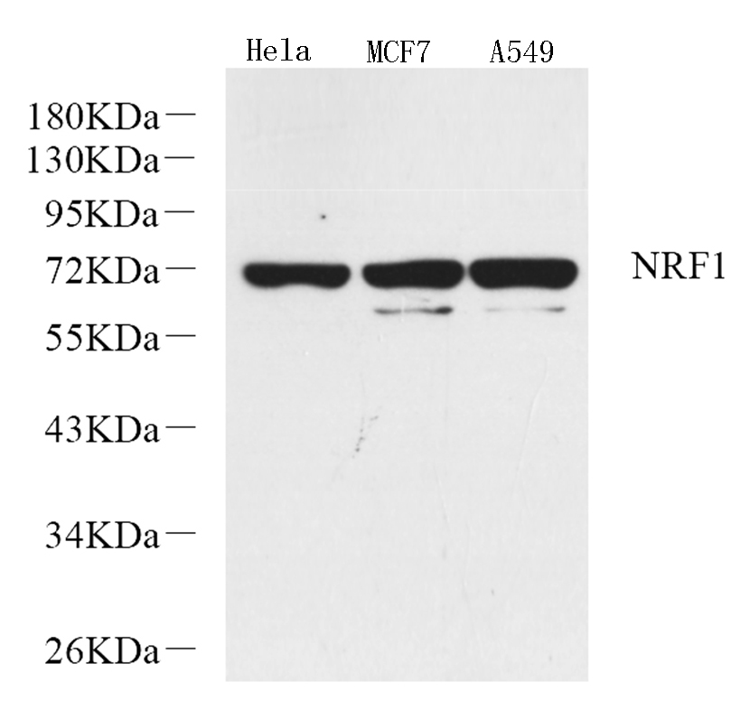 Валидация Elabscience E-AB-70219