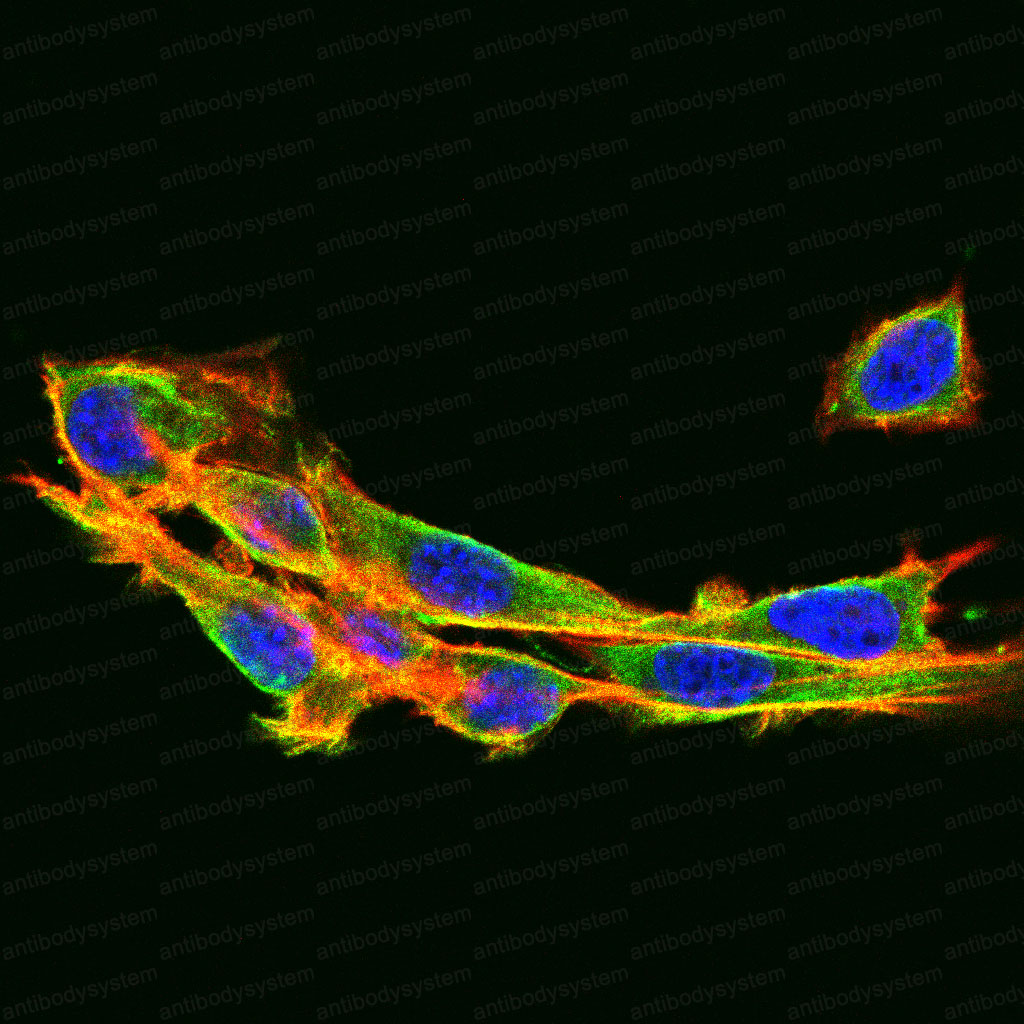 Валидация IF - AntibodySystem RHF04003