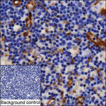 Валидация AntibodySystem RHE54201