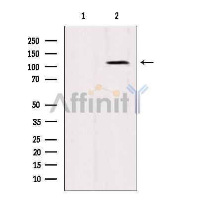 Валидация Affinity AF6398 - 3692