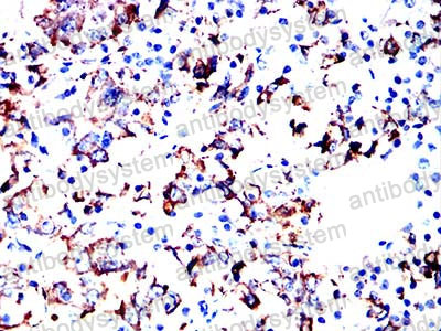 Валидация AntibodySystem RHB92903