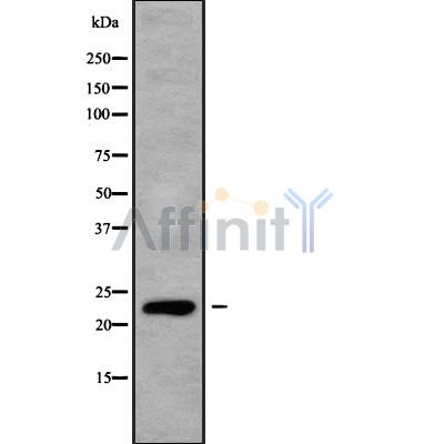 Валидация Affinity DF9839 - 22738