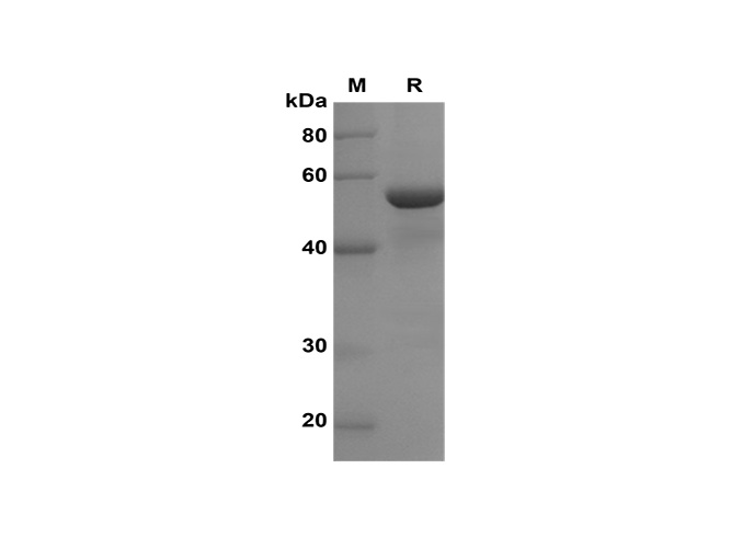 Валидация Elabscience PDEH100638(150)