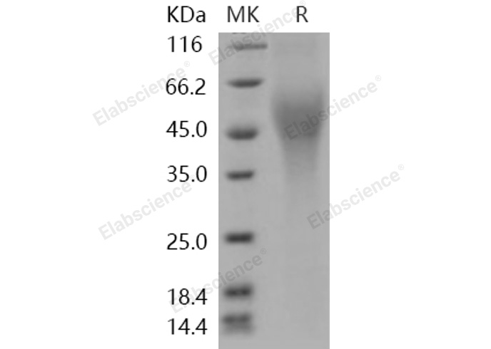 Валидация Elabscience PKSH031061(1856)