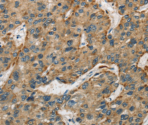 Валидация Elabscience E-AB-13974