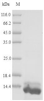 SDS-PAGE