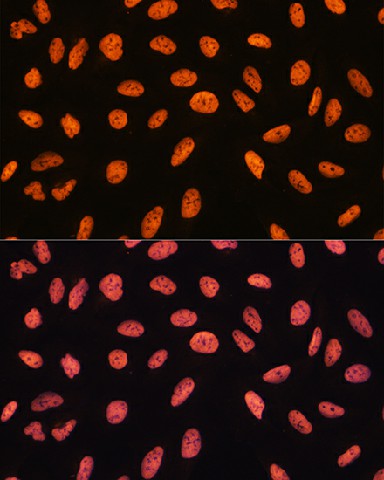 Валидация Elabscience E-AB-63554