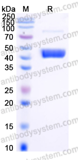 EHE08801, SDS-PAGE