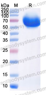 AHE21001, SDS-PAGE