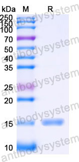 Валидация SDS-PAGE - AntibodySystem RHJ66301