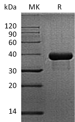 Валидация Elabscience PKSM041280(5176)