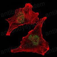 Валидация IF - AntibodySystem RHG97904 (1289)