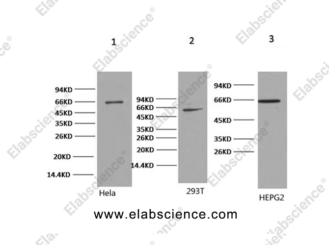 Вестерн-блоттинг, NFκB-p65, клетки HeLa, 293T, HepG2