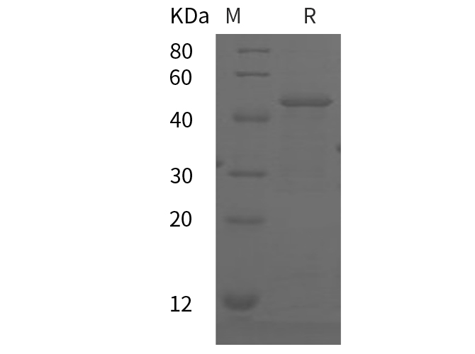 Валидация Elabscience PDEH100841(277)