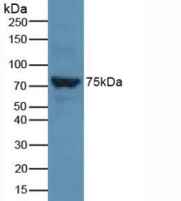 6152