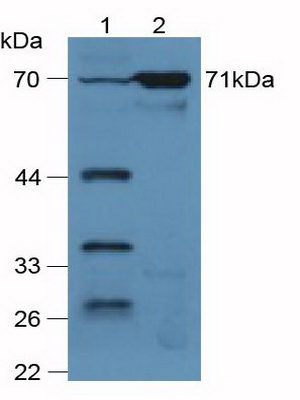 4503