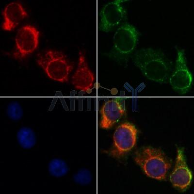 Валидация Affinity AF5277 - 2805