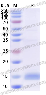 Валидация AntibodySystem YHN32101