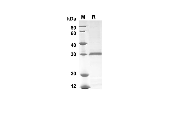 Валидация Elabscience PDEM100153(502)