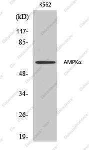 Вестерн-блоттинг, AMPK alpha1/2, клетки K562