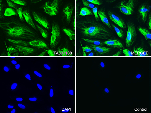 Валидация AssayVector ARM1056(161)