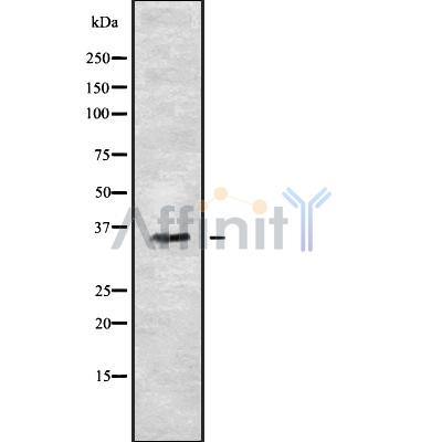 Валидация Affinity DF8703 - 20693
