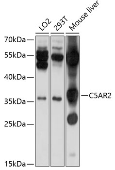 Валидация Elabscience E-AB-90218