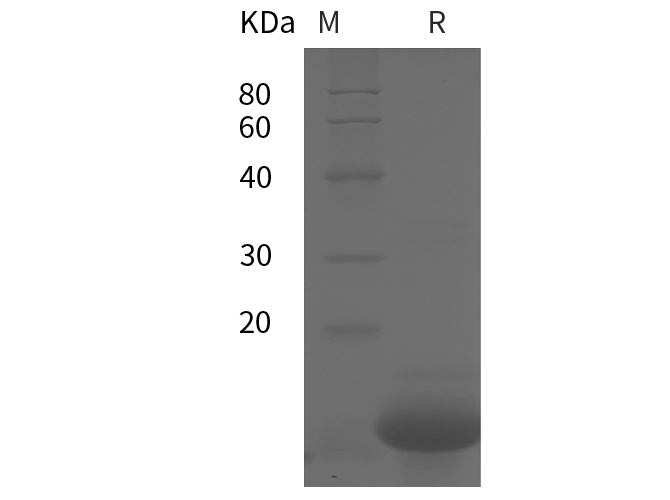 Валидация Elabscience PDEH100869(303)