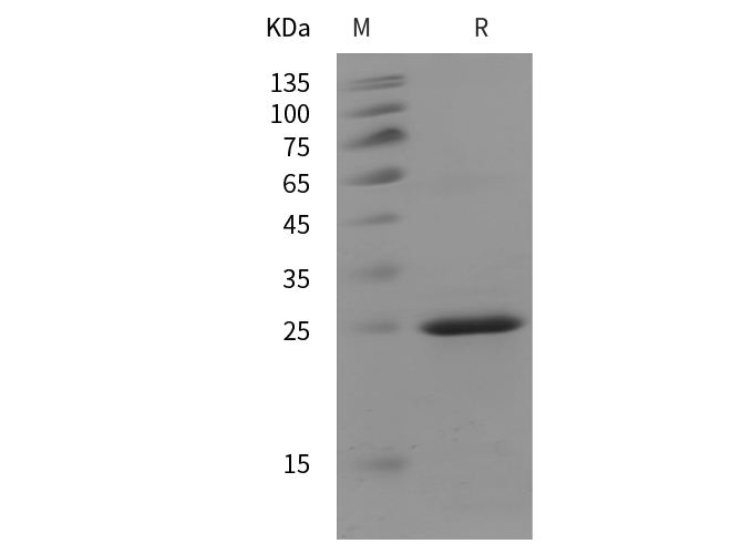 Валидация Elabscience PDEM100315(639)