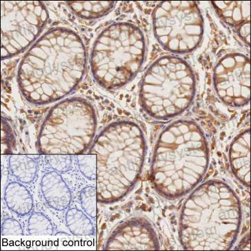 Валидация AntibodySystem RHA09801