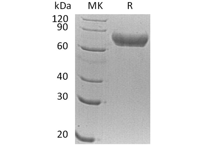 Валидация Elabscience PKSH033676(3959)
