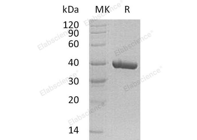 Валидация Elabscience PKSH032166(2692)