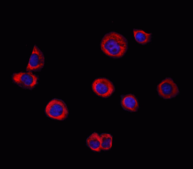 Валидация AssayVector ARM2475(4411)