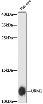 Валидация Elabscience E-AB-64834