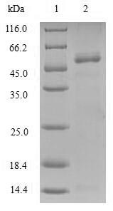 SDS-PAGE