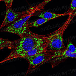Валидация IF - AntibodySystem RHC33503