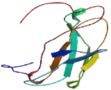 L1-Cell Adhesion Molecule (L1CAM) L1-Cell Adhesion Molecule (L1CAM)